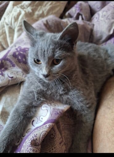 кот в добрые руки: Самка, В добрые руки, Самовывоз — 3