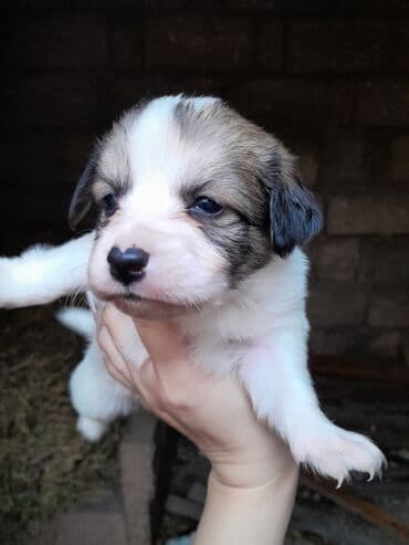 акита ину баку: Звонок, 2 месяца, Самка, Самовывоз — 2