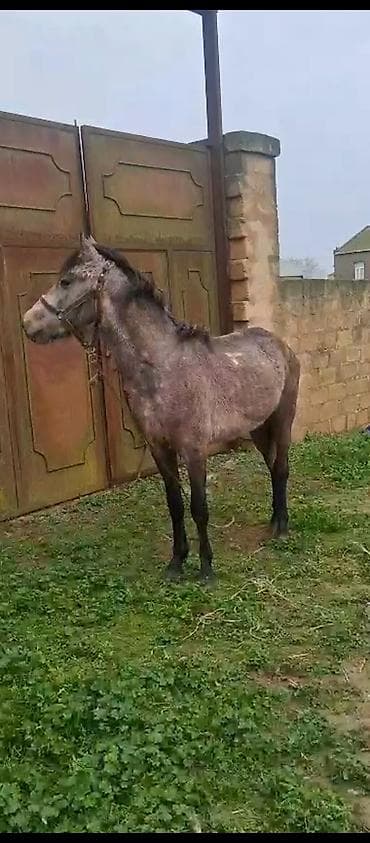 cins atlar: 2 yaş 9 aylıq minilir yorğadı heç bir problemi yoxdu. burada yazın — 4