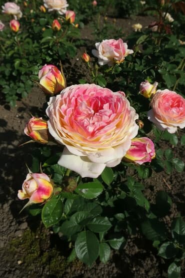 qizil gul dosabi: Английская роза Роземан Жанон — 1