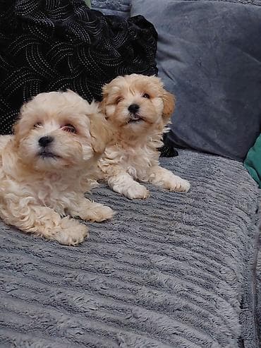 Akvariumlar: Maltipoo balaları – mini ölçü, şirin görünüş və ailə üçün ideal — 9