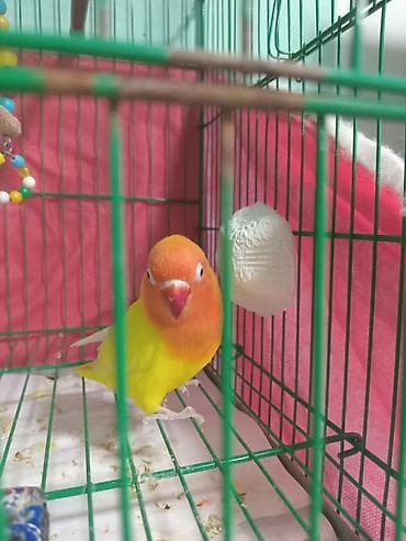 ev quş: Fisher albinos qirmizi goz.tam rucnoy.danismaga hazir.1 yas.Növbəti ev — 5