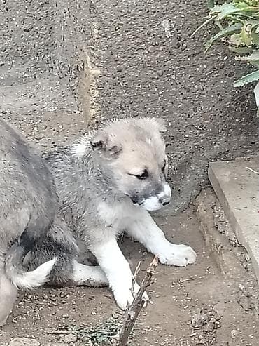 dagistan coban iti: Peyvəndli — 2