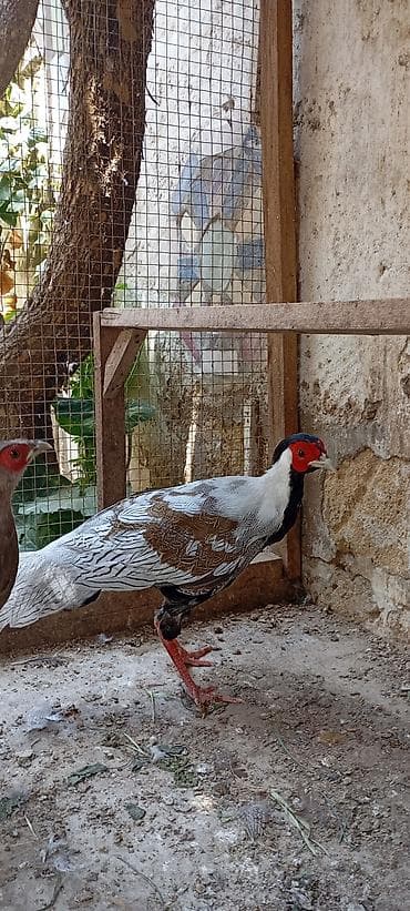 tovuz quşları: Gümüş Fazan cütü - Növ: Gümüş fazan (Silver Pheasant), 1 erkək və 1 — 1