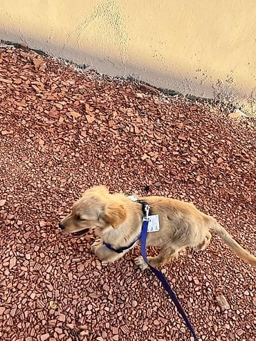 heyvan mal: Salam qizili temiz qan 3 ayliq golden retriever peyvend dermanlari — 3