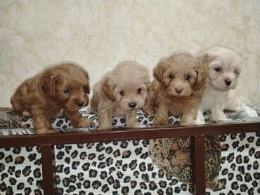 где можно купить собаку мальтипу: Mini və mikro maltepoo cinsli balalar rəngləri 2 qırmızı(red) 1 — 4