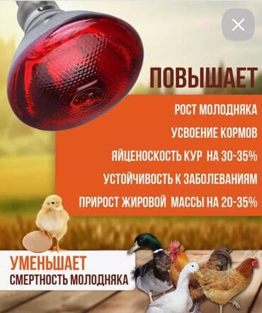 кварцевая лампа для помещений: Yeni, İnfraqırmızı lampa, Ödənişli çatdırılma — 2