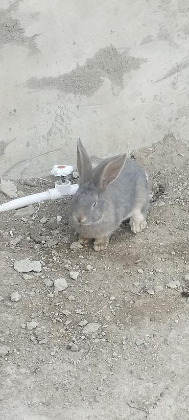 boyuk qəfəs: Hər kəsə salam bala dovşandır hələ yəni böyük deyil indidən deyim ev — 4