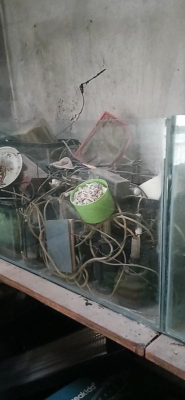 akvarium baliqlari satışı: Salam akvariumlar satisdadi isdiyen eleqe saxlasin — 4