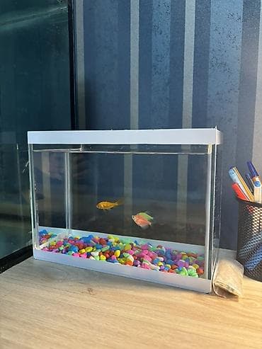 akvaryum satış: Böyük 80lt
Kiçik 6lt

Hər ikisi də satılır — 2