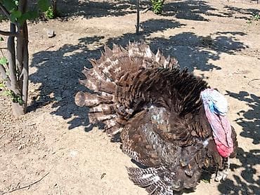amerkan bronz: Erkək, Damazlıq — 3