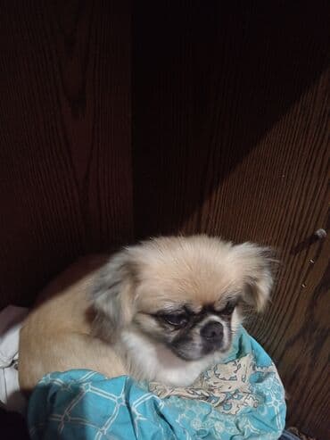 котята в баку бесплатно 2020: Пекинес, Самка, С прививками — 7