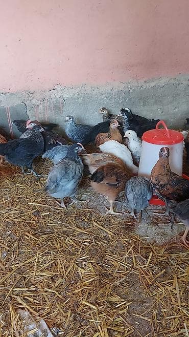 Toyuq cücələri, Damazlıq