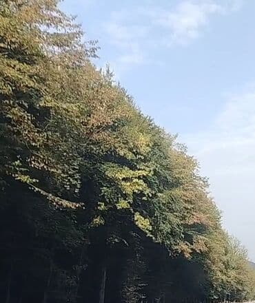 Dayə işi axtarıram