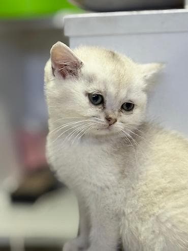 İtlər: Britan — 5