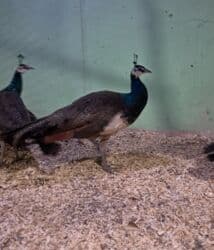 Gəmiricilər: Tovuz quzu 7 aylıq xoruz lar satılır tam saglam butun vaksinləri — 3