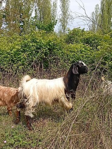 simental inek satilir: Salam keçilər kom satılır.Cəmi 8 başdır. 1 ədəd hələbdən dönmə 1 — 4