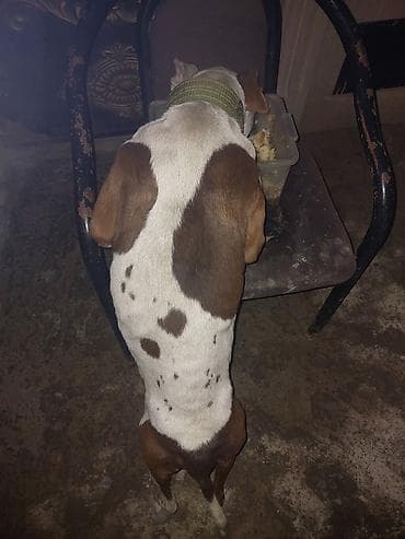 menali it adlari: Pitbul, Dişi — 3