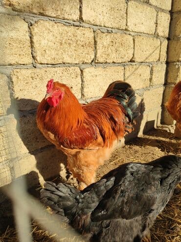 Другие животные: Петух, Brama, лет: <1, Самовывоз — 3