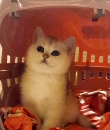 Britan, Erkək, Dişi, Yaxşı əllərə, Ünvandan götürmə lalafo.az -da Britan, Erkək, Dişi, Yaxşı əllərə, Ünvandan götürmə