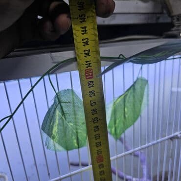 Digər heyvanlar: Qefes — 2