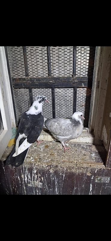 Cüt balaban güvercin - Növ: Evcəl güvercin (uçuş və damazlıq üçün lalafo.az -da Cüt balaban güvercin - Növ: Evcəl güvercin (uçuş və damazlıq üçün