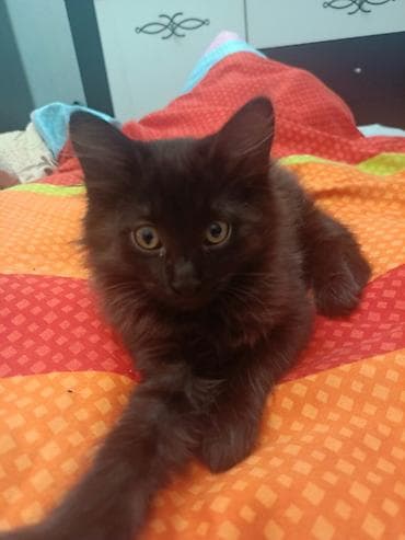 добрый руки: Самец — 3