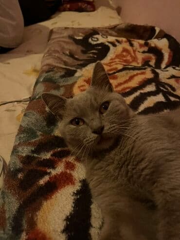 pişik üçün daraq: Yaxşı əllərə — 5