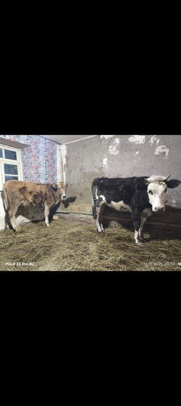 Toyuqlar: Satılır: 2 baş buzov - Növ: yerli cins (birinin rəngi qara-ağ — 1