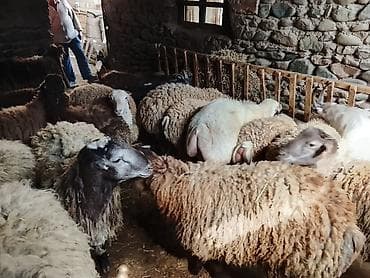 cins buzovların satışı: Gəncədə toya nişana qurbanlıq üçün hər cür quzularimiz var yaxşı — 4