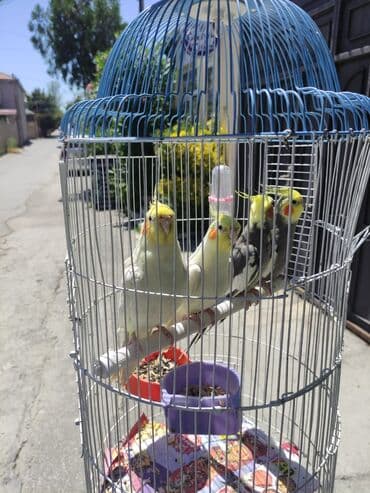 hələb kecilərin qiyməti: Korella Karella tutuqusu papuqay sevgi quşu nerazlucnik valnist 14 — 25