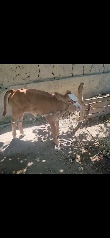ağ baliq: Simental cinsli buzağı - Rəng: açıq qəhvəyi, alnı və burnu ağ - Cins — 6