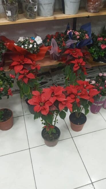 Gübrələr: Gül satsi Vathcapa yazın isdediyniz gülü ünvanda catraq Otaq gülleri — 7