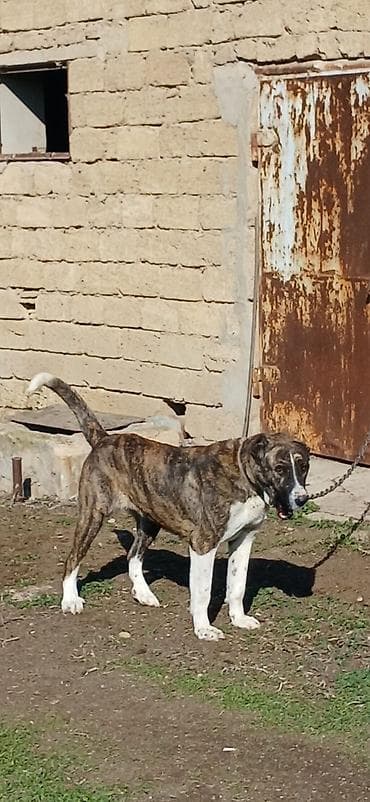 it xaski: Qurdbasar, 2 il, Dişi, Peyvəndli, Ödənişli çatdırılma — 2