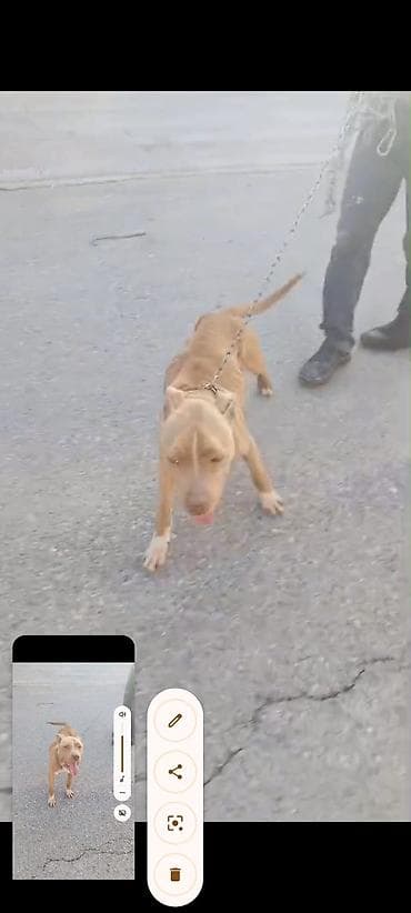 kangal satisi: Pitbul, 2 il, Dişi, Ünvandan götürmə — 2