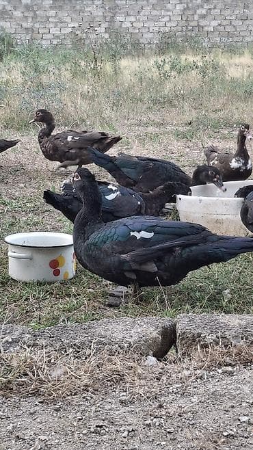 Erkək, | Macar, Damazlıq, Ünvandan götürmə — 4