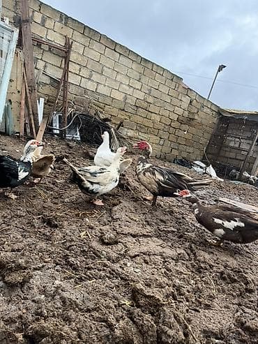 Inəklər, öküzlər: Dişi, | Lal ördək, Damazlıq, Ünvandan götürmə — 4