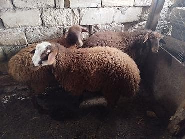 2dene kok olani satilir 2side erkeydi qiymet sondu