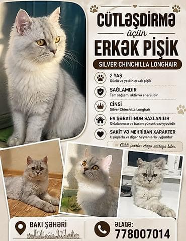 Pişiklər: Şinşilla, Erkək, Cütləşmə üçün — 1