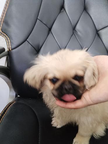 it pekines: Pekines — 7