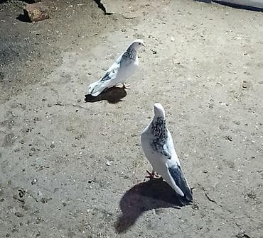 Cüt deyil Erkey mayadilar.Sumqayitdadi.bos boş adamlar narahat