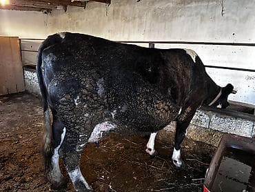 cins inek: Ivanovka sortu iri inek satilir 18 litr sud verir 3 qarin bala verib — 3