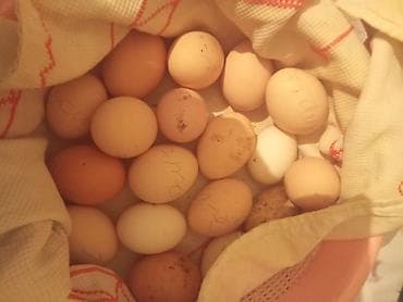 Toyuq, Australorp, Damazlıq — 4