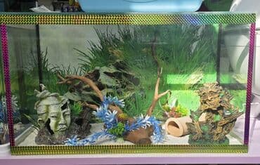 аквариум без рыб: Dördbucaq akvarium, Boş, 5 l — 2