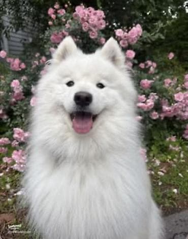 İtlər: Samoyed, Erkək — 4