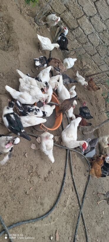 zumrud ordək: Məhsul: Muskovi (Hind) ördəkləri – müxtəlif rənglərdə sürü Təsvir: - — 14