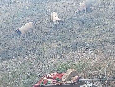 купить хамелеона в баку: Satılır: donuzlar (bir neçə baş)kəsilir əti verilir.cölləmə — 3