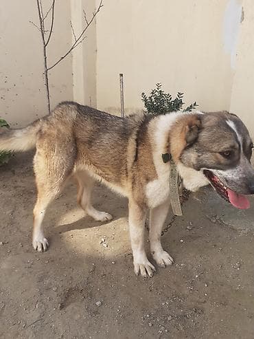 Digər heyvanlar: Alabay, 2 il, Dişi, Peyvəndli, Ünvandan götürmə — 2