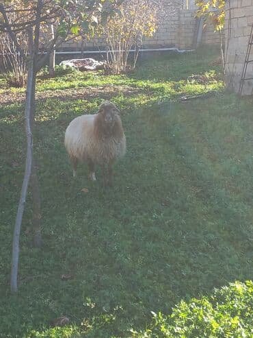 cins qoyun: Qoyun və quzu sürüsü - Şəkillərdə: 1 ana qoyun və bir neçə — 4