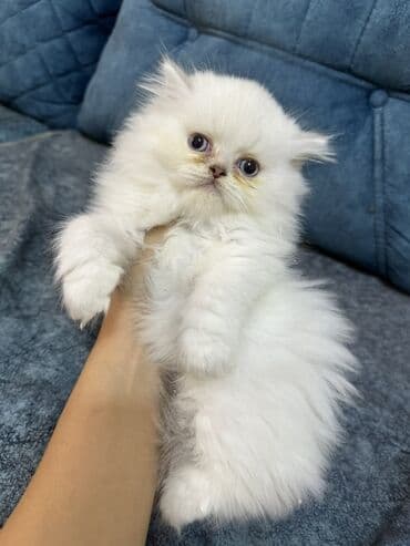 maykonq pişiyi: Fars — 2